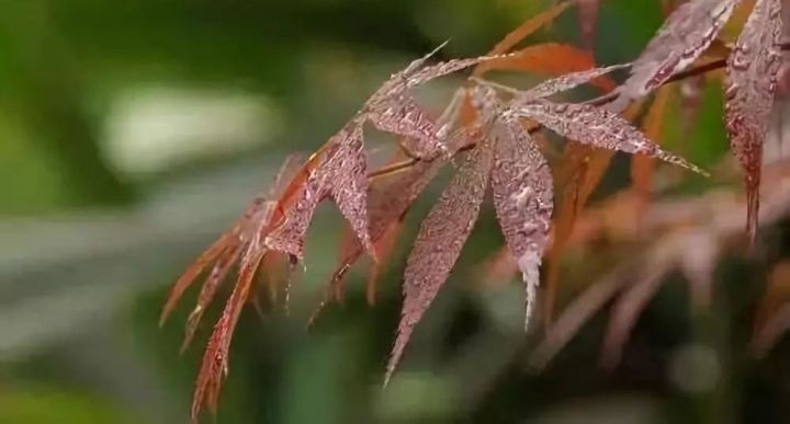 油煙凈化器，油煙凈化設(shè)備，油煙凈化機(jī)